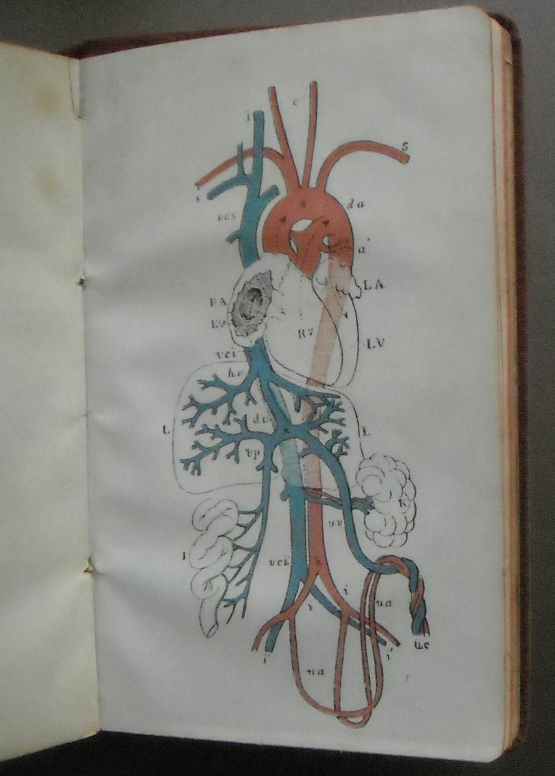 Medicina Legale. Lorenzo Borri, 1908. Psichiatria E Criminologia.