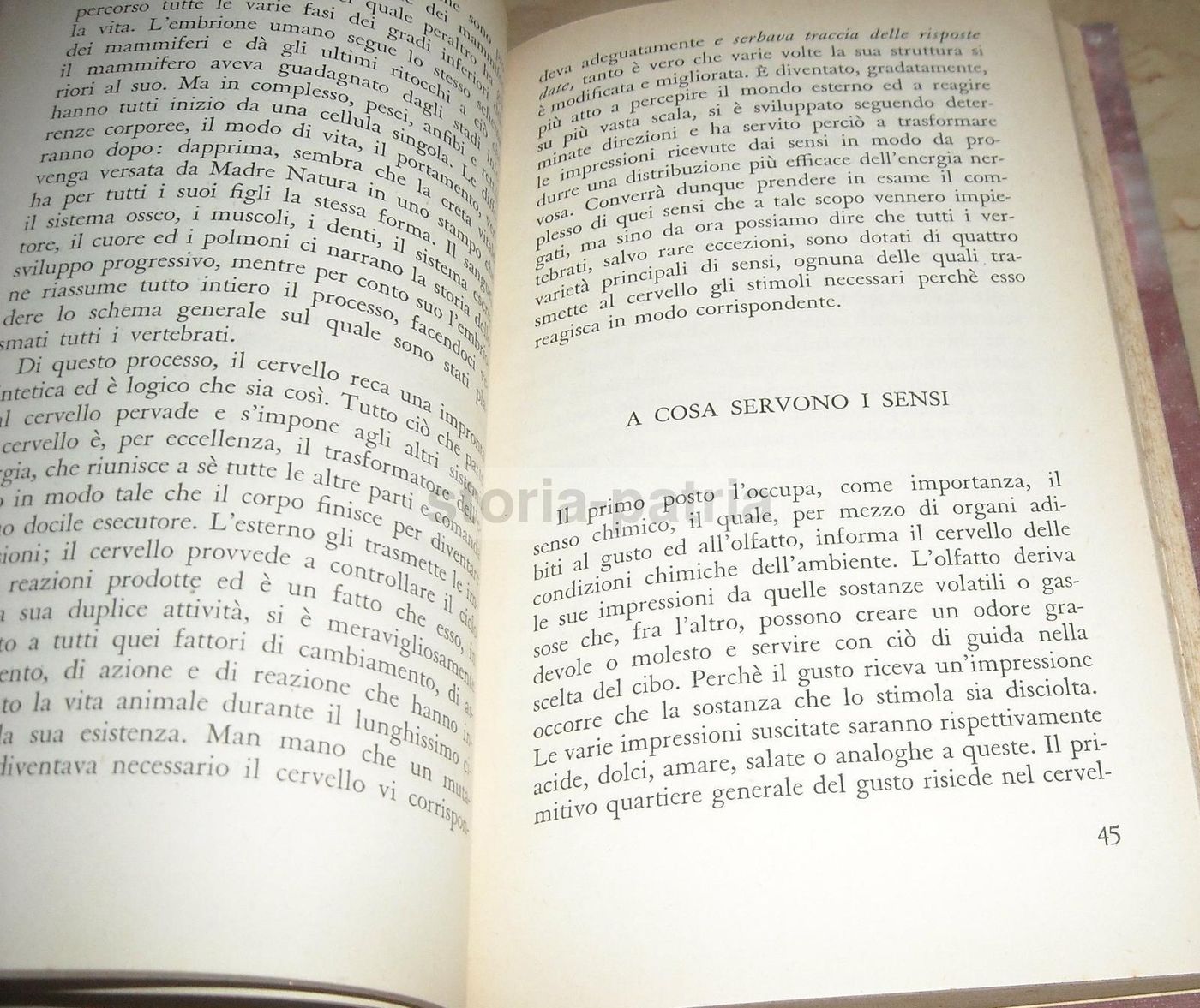 Biografia Del Cervello, Frederick Tilney, Bompiani, 1935