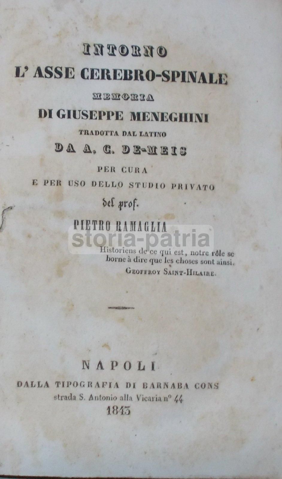 Intorno L'Asse Cerebro Spinale: Memoria Di Giuseppe Meneghini (Napoli, 1843)