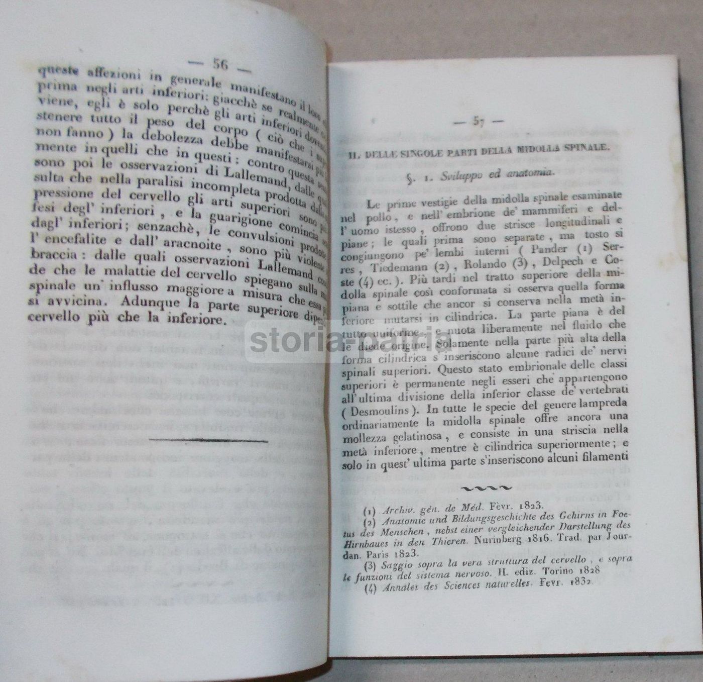 Intorno L'Asse Cerebro Spinale: Memoria Di Giuseppe Meneghini (Napoli, 1843)