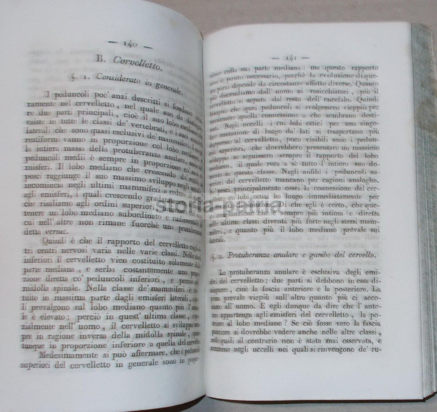 Intorno L'Asse Cerebro Spinale: Memoria Di Giuseppe Meneghini (Napoli, 1843)