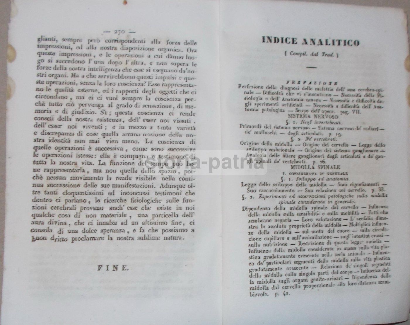 Intorno L'Asse Cerebro Spinale: Memoria Di Giuseppe Meneghini (Napoli, 1843)