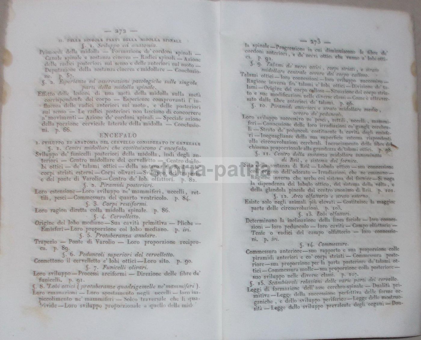 Intorno L'Asse Cerebro Spinale: Memoria Di Giuseppe Meneghini (Napoli, 1843)