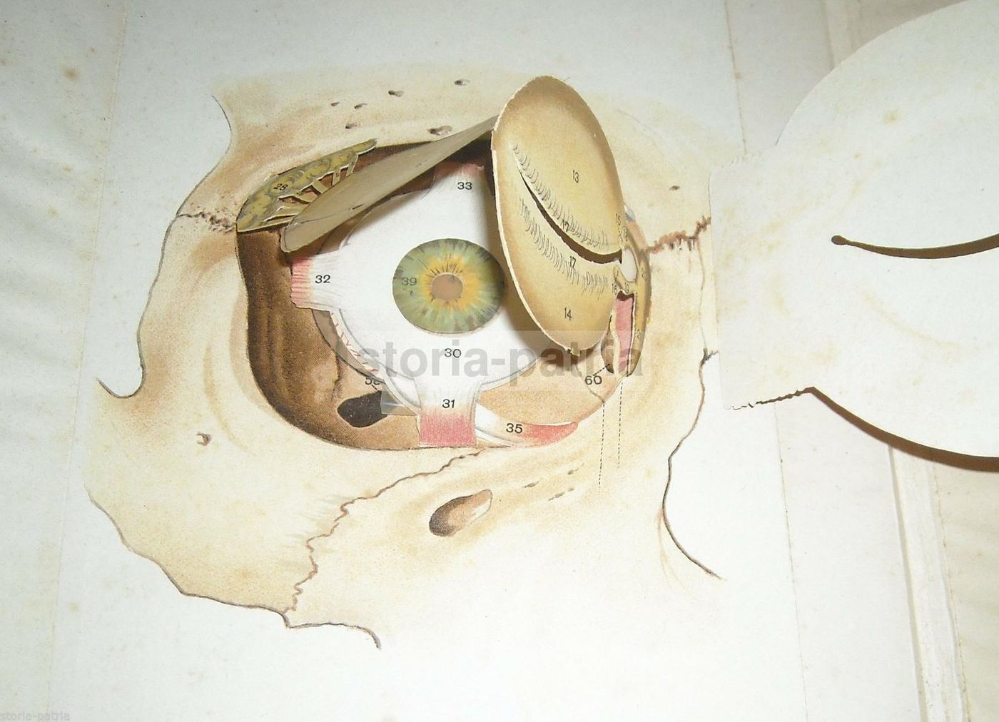 L'Occhio Dell'Uomo, Vallardi 1920, Figure Mobili E Anatomia Oculare