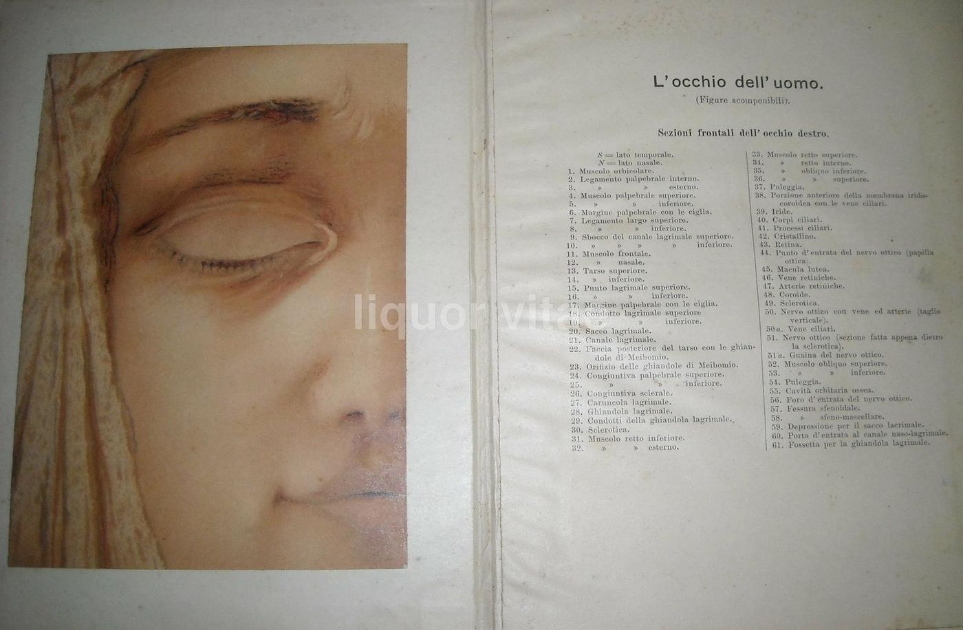 L'Occhio Dell'Uomo, Vallardi 1920, Figure Mobili E Anatomia Oculare