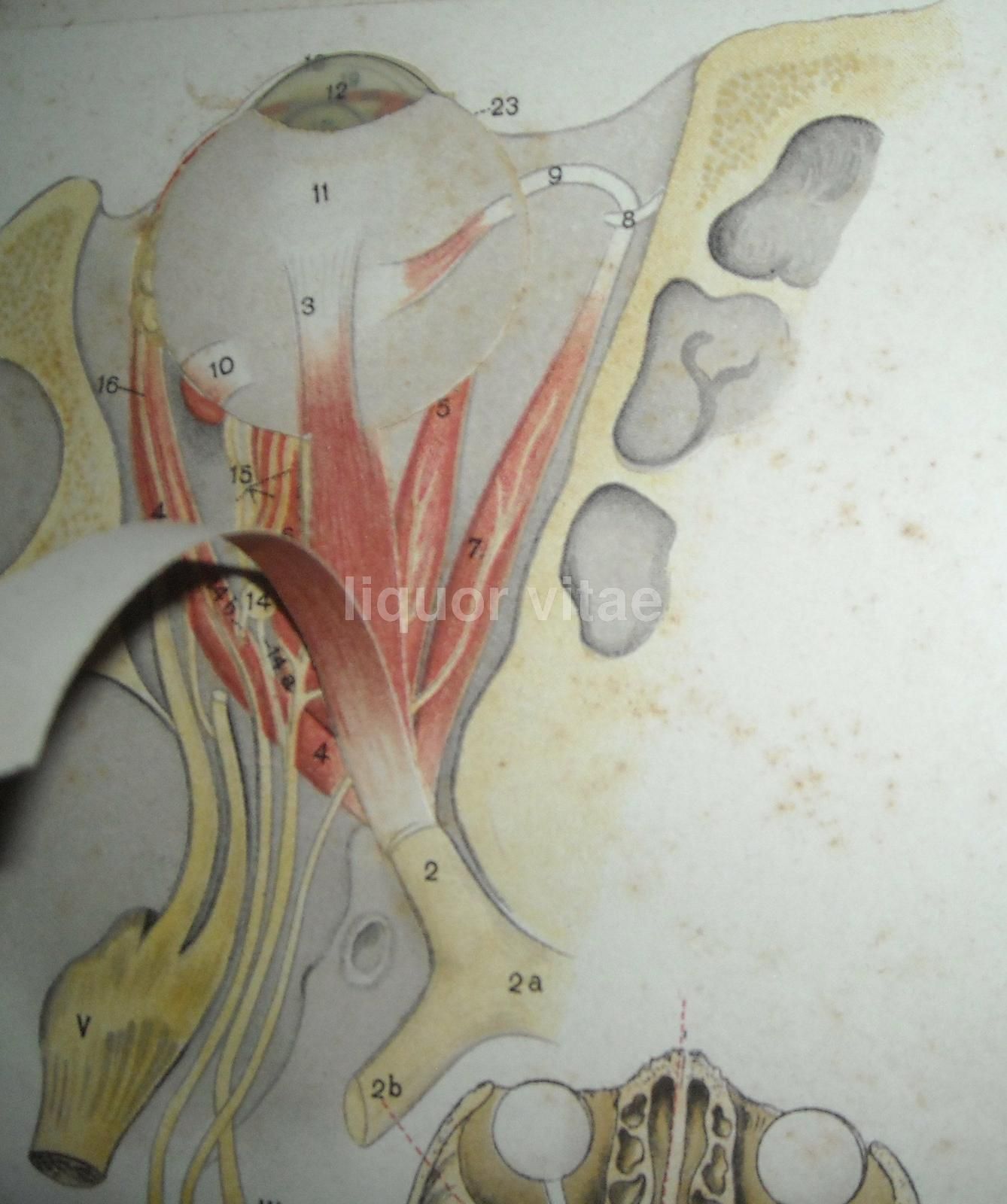 L'Occhio Dell'Uomo, Vallardi 1920, Figure Mobili E Anatomia Oculare