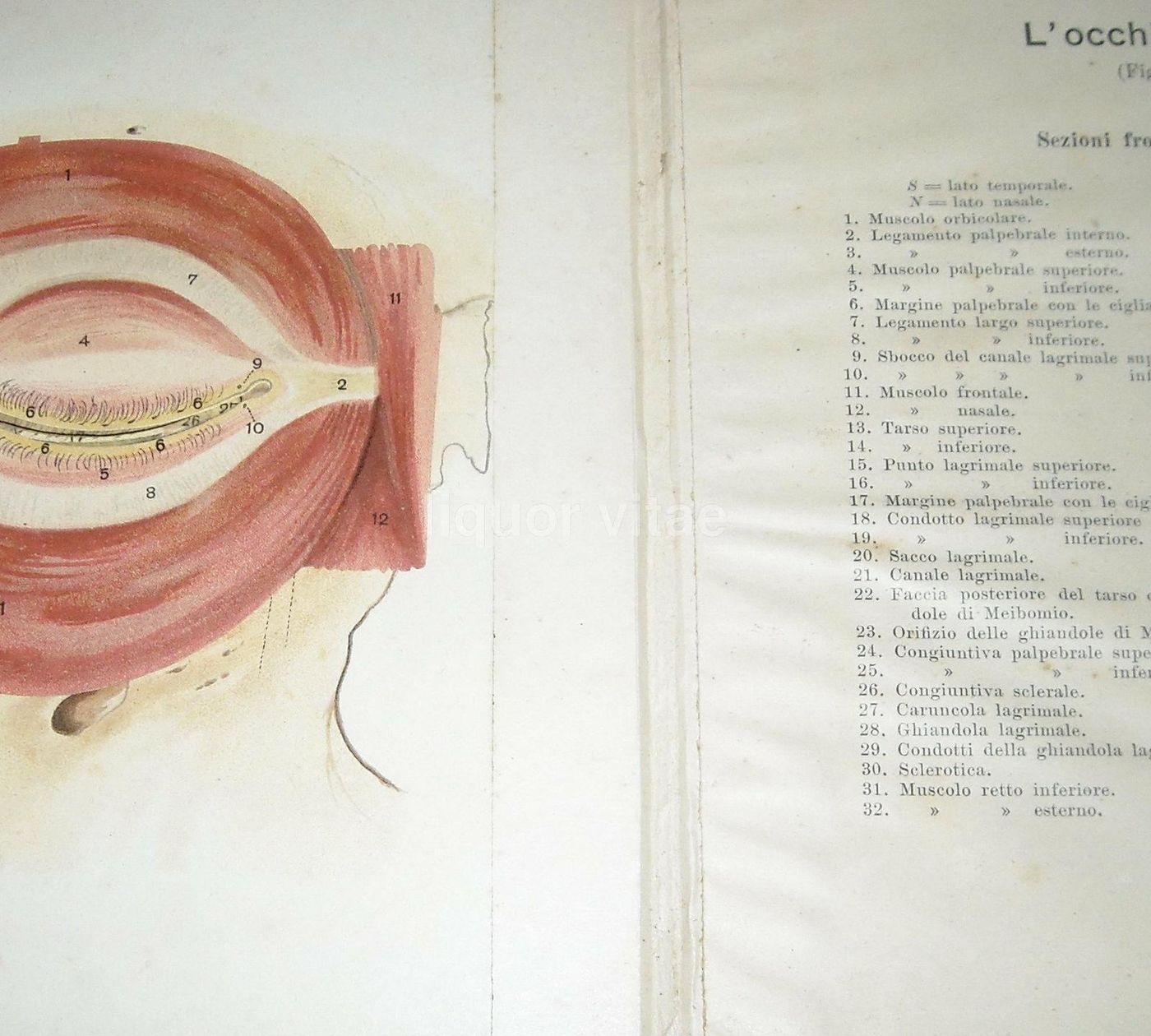 L'Occhio Dell'Uomo, Vallardi 1920, Figure Mobili E Anatomia Oculare