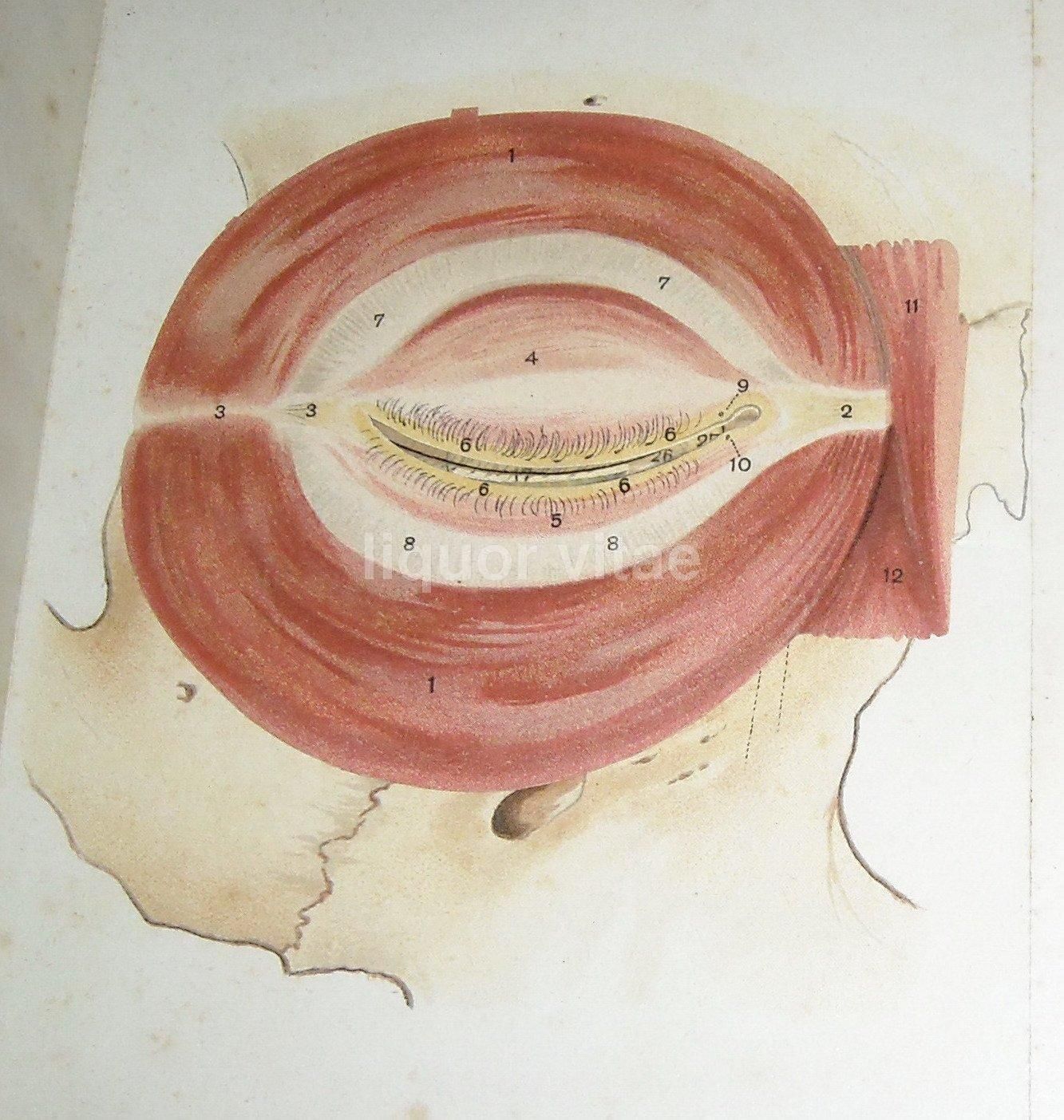 L'Occhio Dell'Uomo, Vallardi 1920, Figure Mobili E Anatomia Oculare