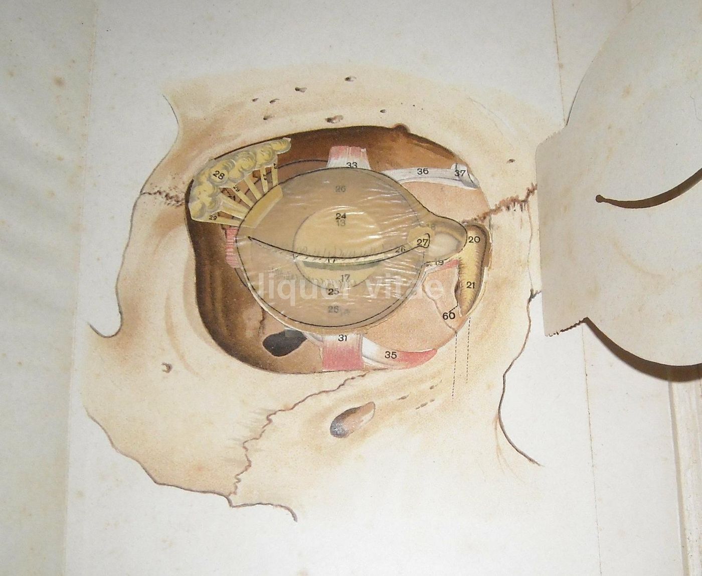 L'Occhio Dell'Uomo, Vallardi 1920, Figure Mobili E Anatomia Oculare