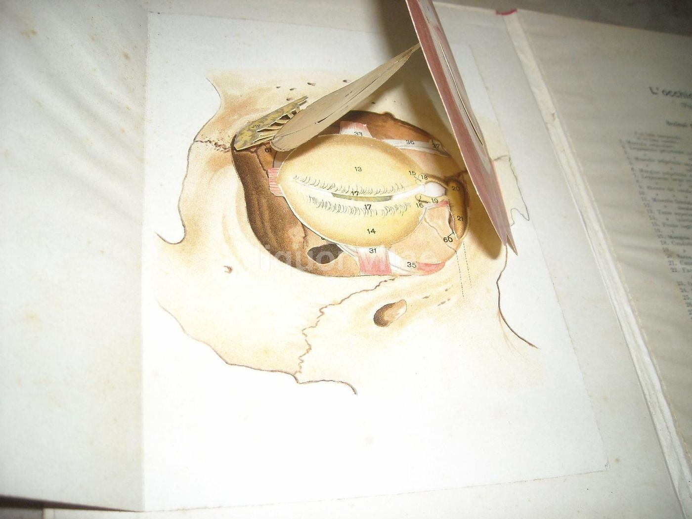 L'Occhio Dell'Uomo, Vallardi 1920, Figure Mobili E Anatomia Oculare