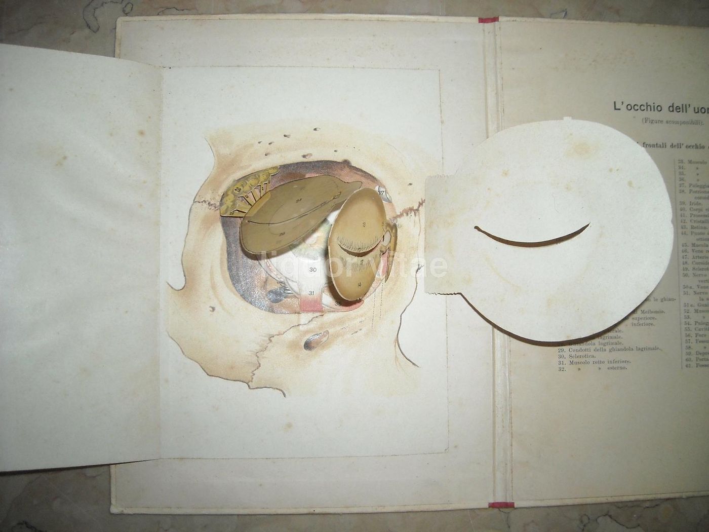 L'Occhio Dell'Uomo, Vallardi 1920, Figure Mobili E Anatomia Oculare