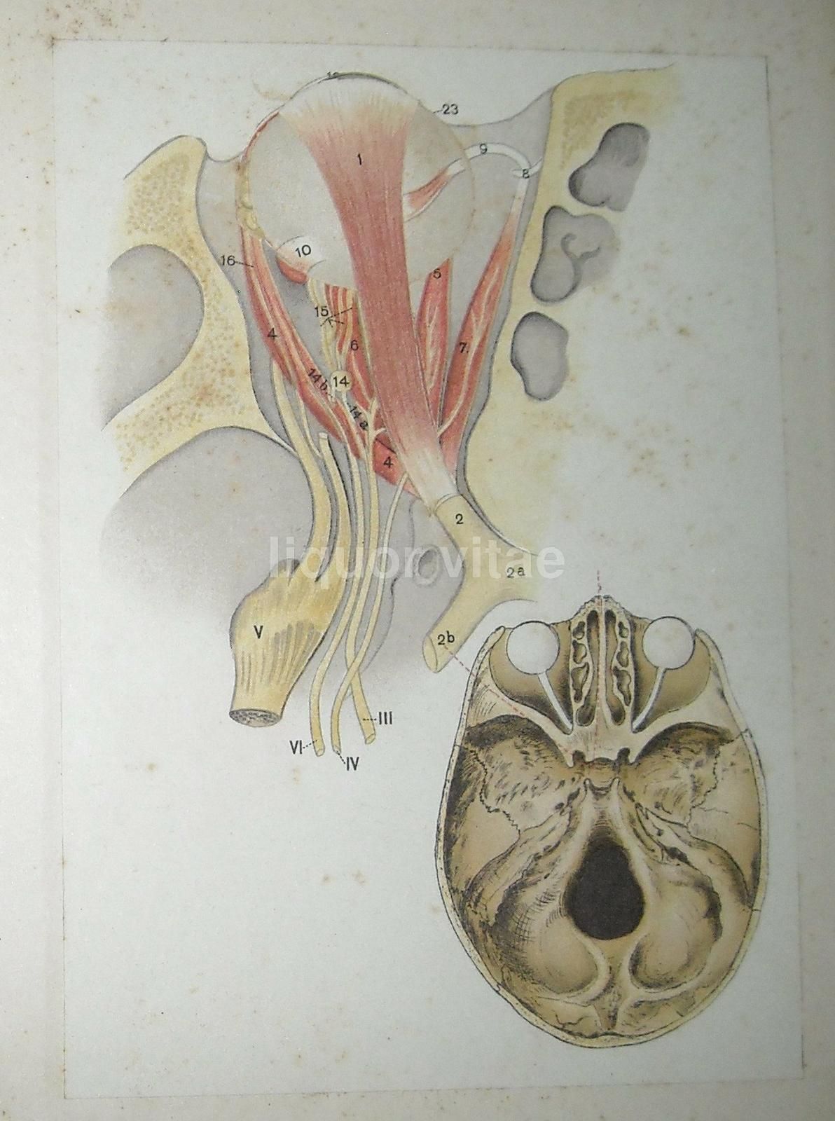 L'Occhio Dell'Uomo, Vallardi 1920, Figure Mobili E Anatomia Oculare