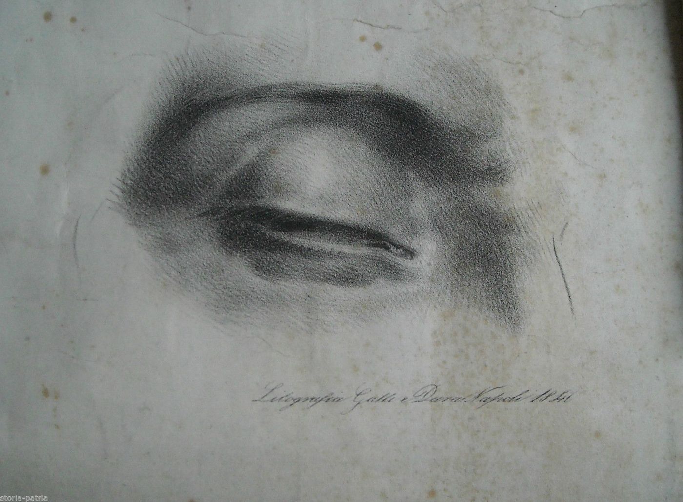 Litografia Anatomia Occhi, Gatti E Dura, Napoli, 1840