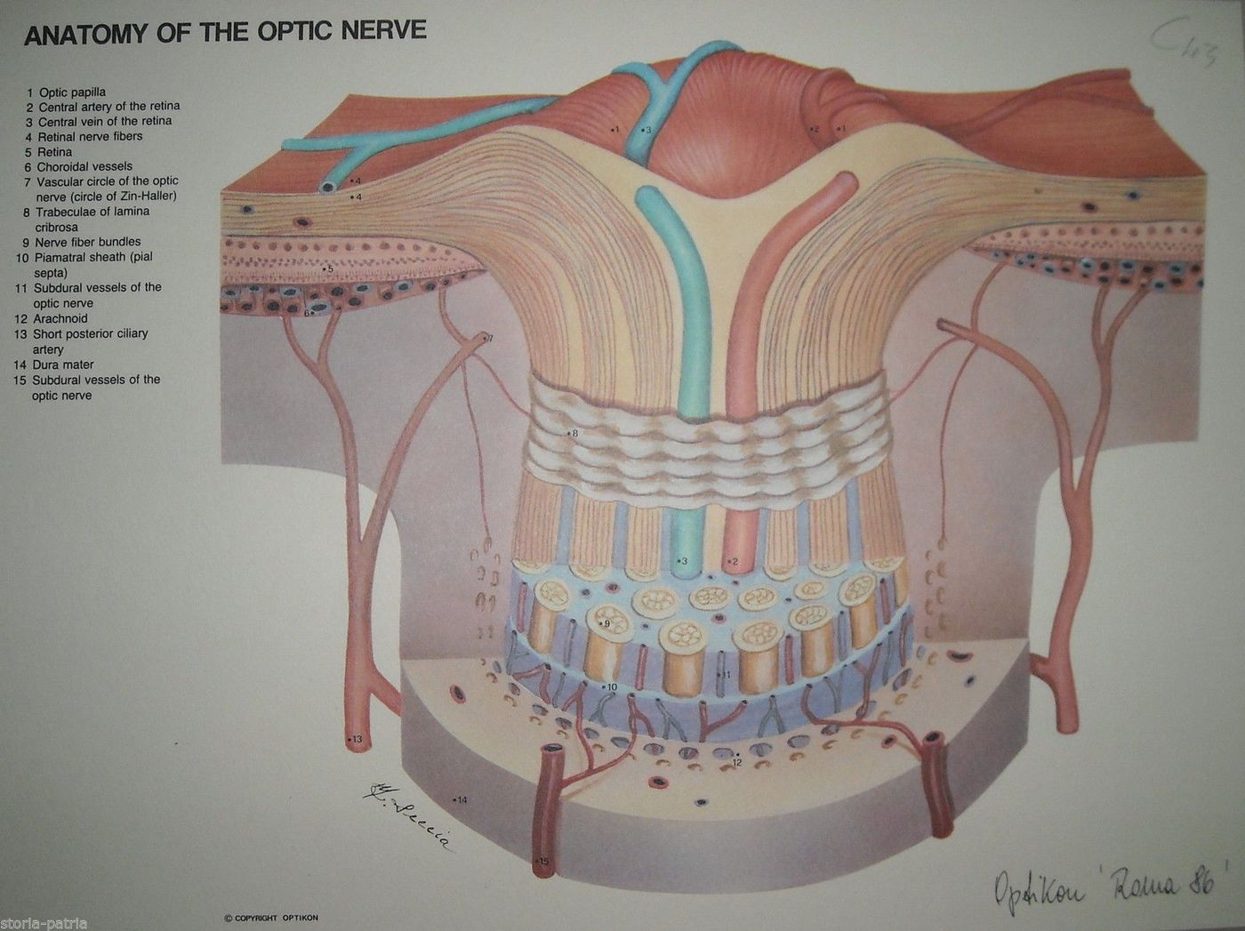 Anatomia Nervo Ottico Stampa Medica Seccia 1986 Roma Oftalmologia