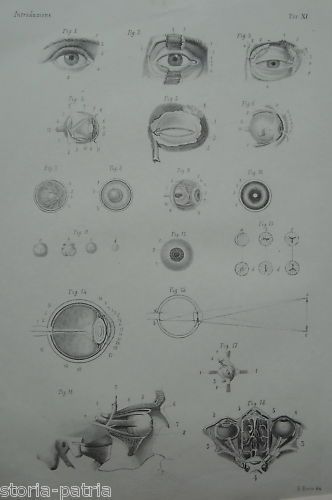 Litografia Anatomia Occhio Petraroja Riccio Napoli 1870 Medicina
