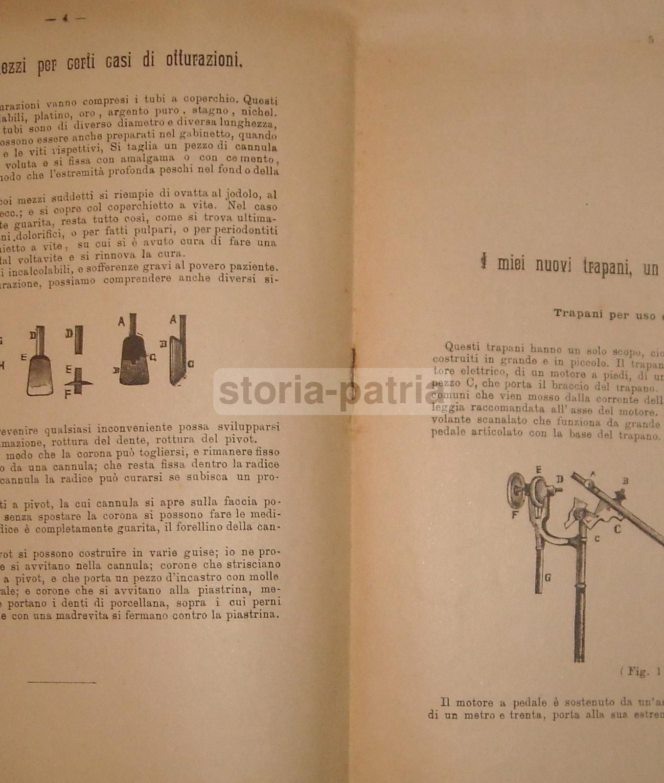 Antagonismo Dei Denti Scervini 1901 Università Di Napoli