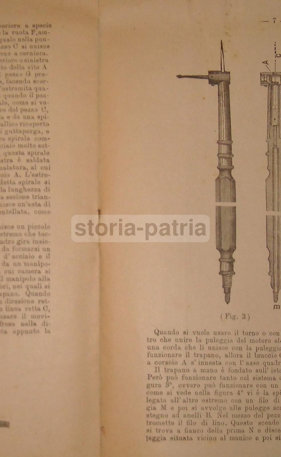 Antagonismo Dei Denti Scervini 1901 Università Di Napoli