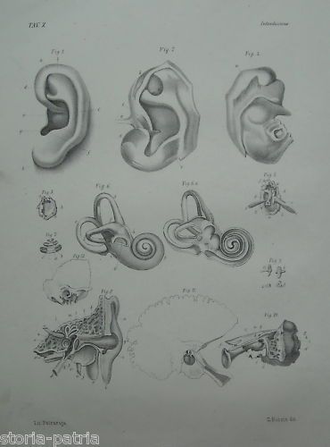 Litografia Anatomia Orecchio Organo Udito, Napoli 1870, Petraroja