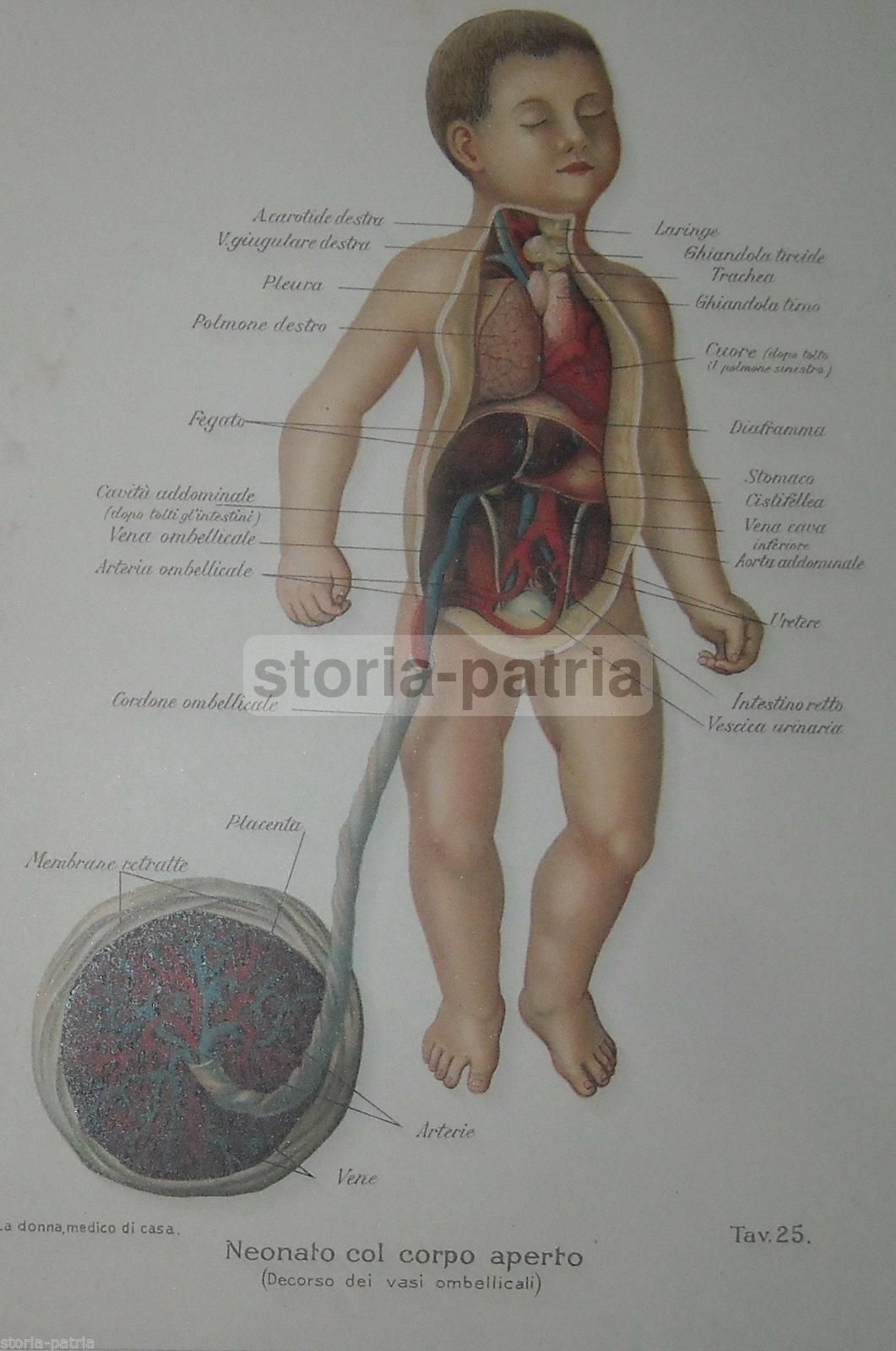 Cromolitografia Anatomia Neonato Con Cordone Ombelicale 1920