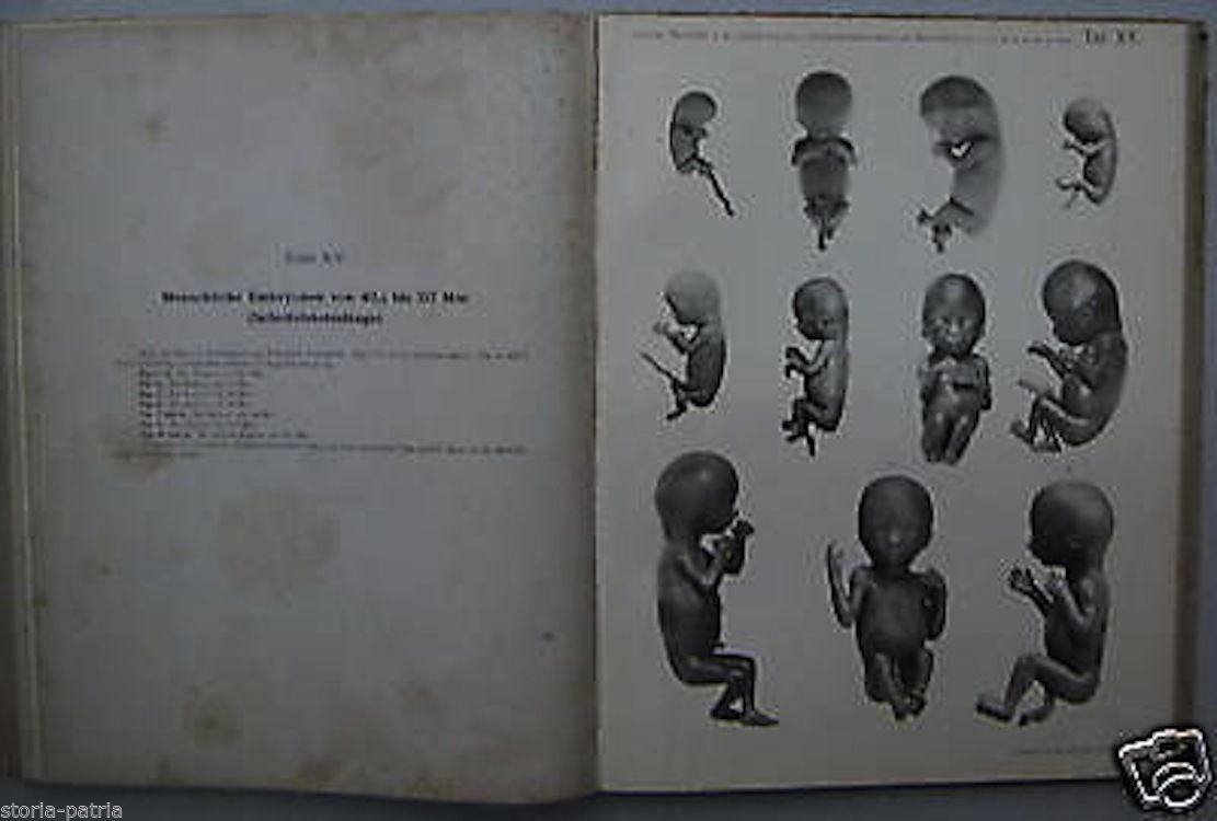 Retzius: Biologische Untersuchungen (1904)   Medicina E Ostetricia