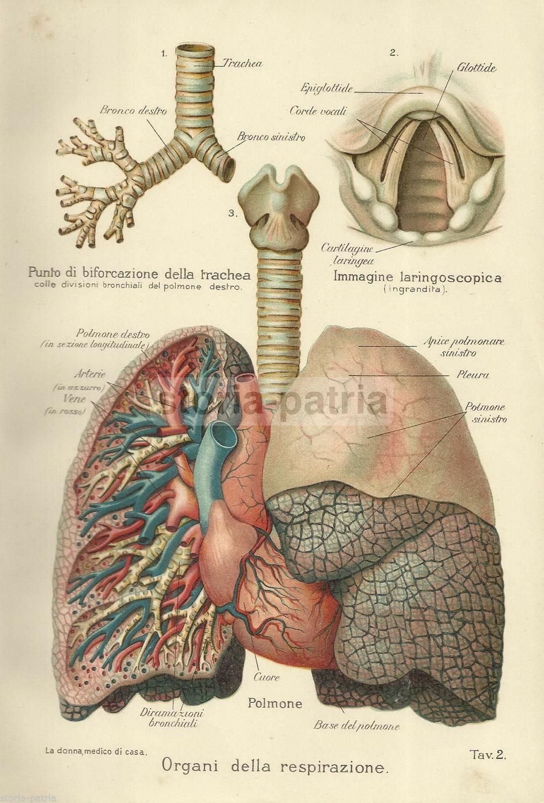 Stampa Antica Apparato Respiratorio: Polmoni, Bronchi E Trachea (1920 Circa)