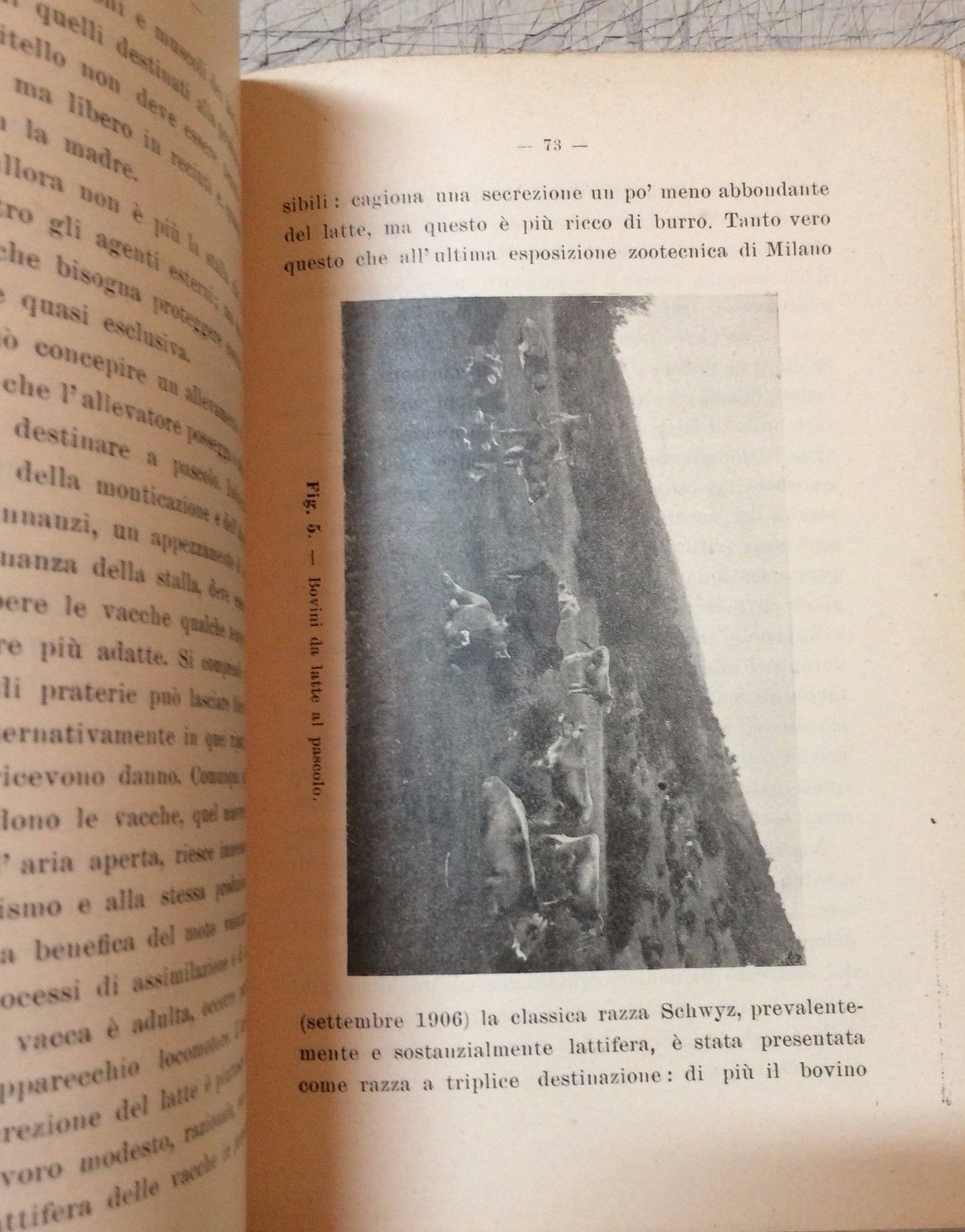 Igiene Delle Vacche Lattifere Alfredo Bartolucci, 1913