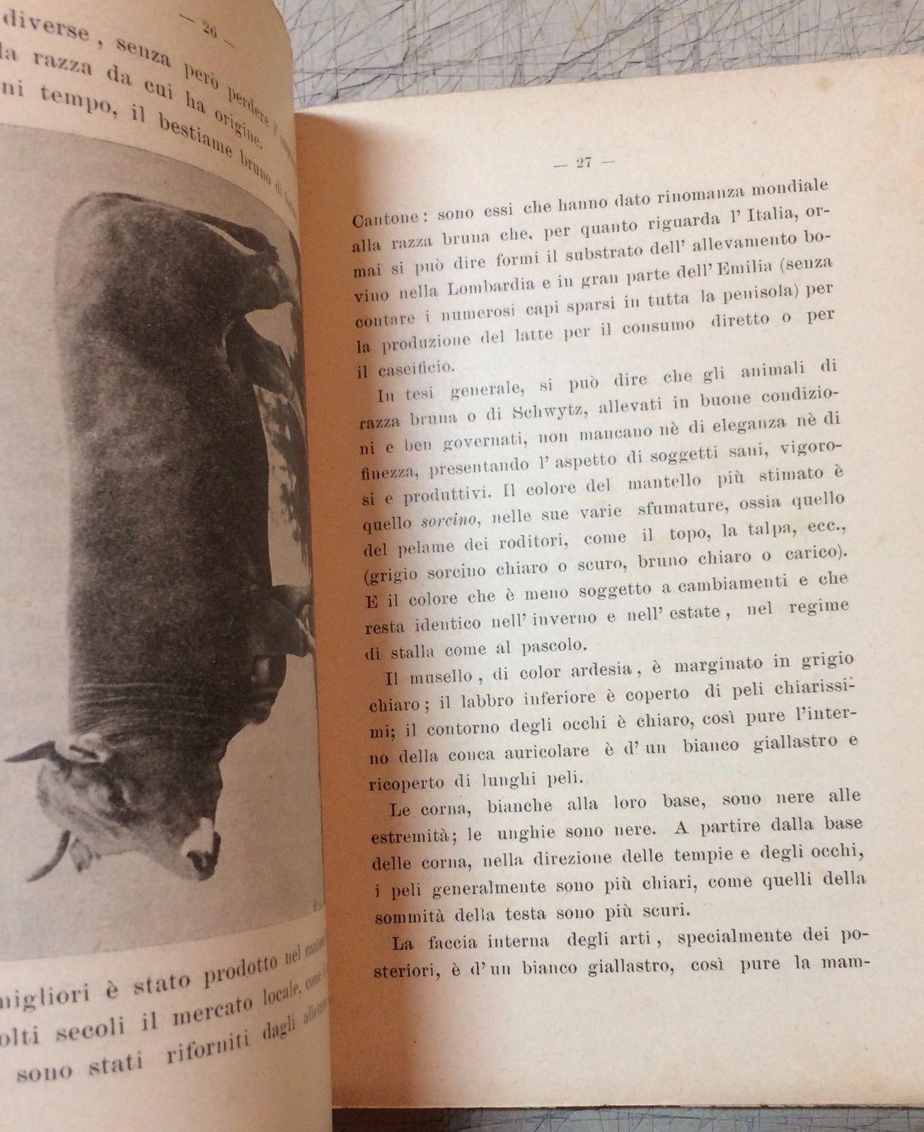 Igiene Delle Vacche Lattifere Alfredo Bartolucci, 1913