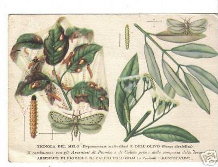 Cartolina Pubblicitaria Montecatini: Tignola Del Melo (1937)