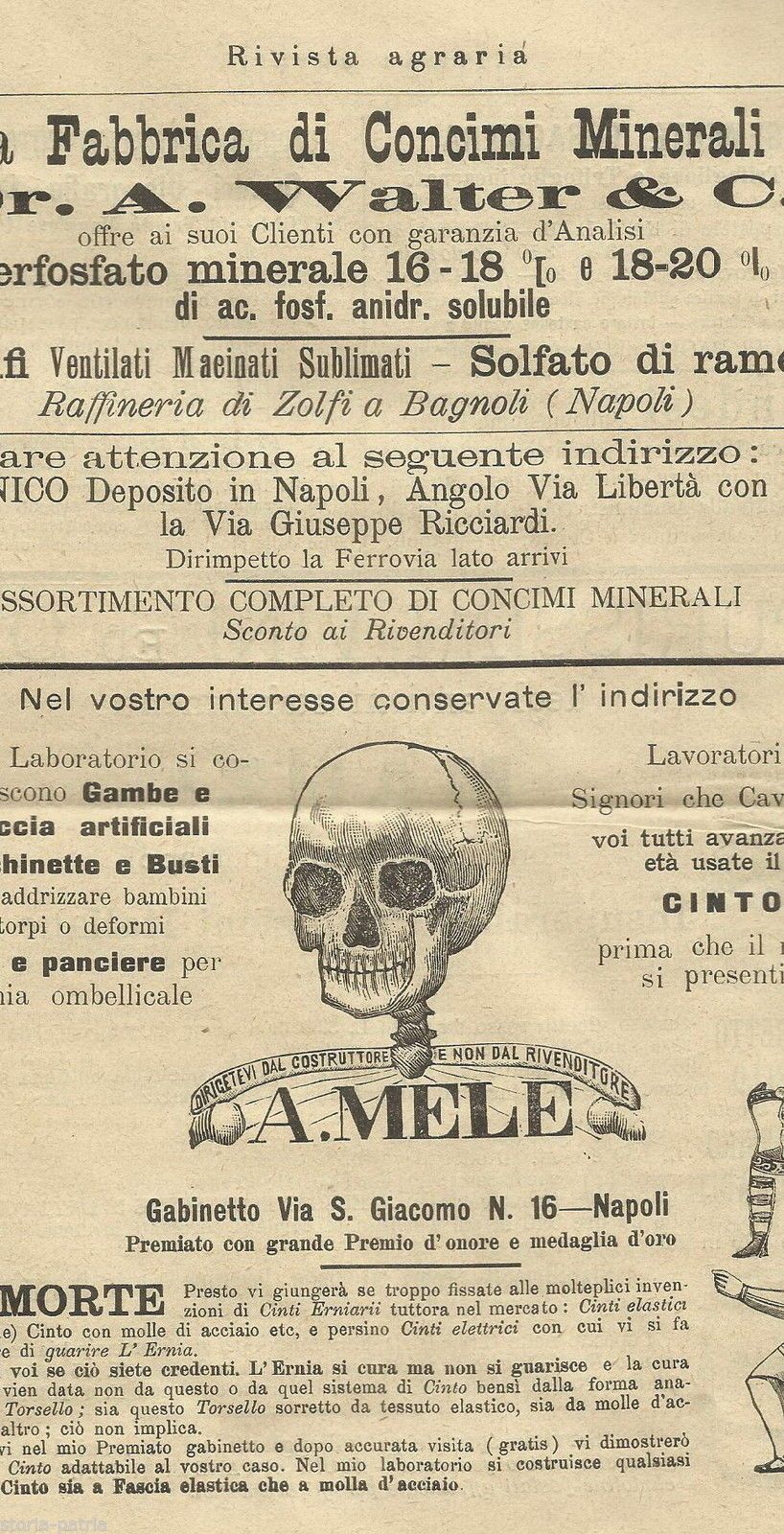 Rivista Agraria Napoli 1904: Cereali, Olio, Sicilia, Molise E Pubblicità