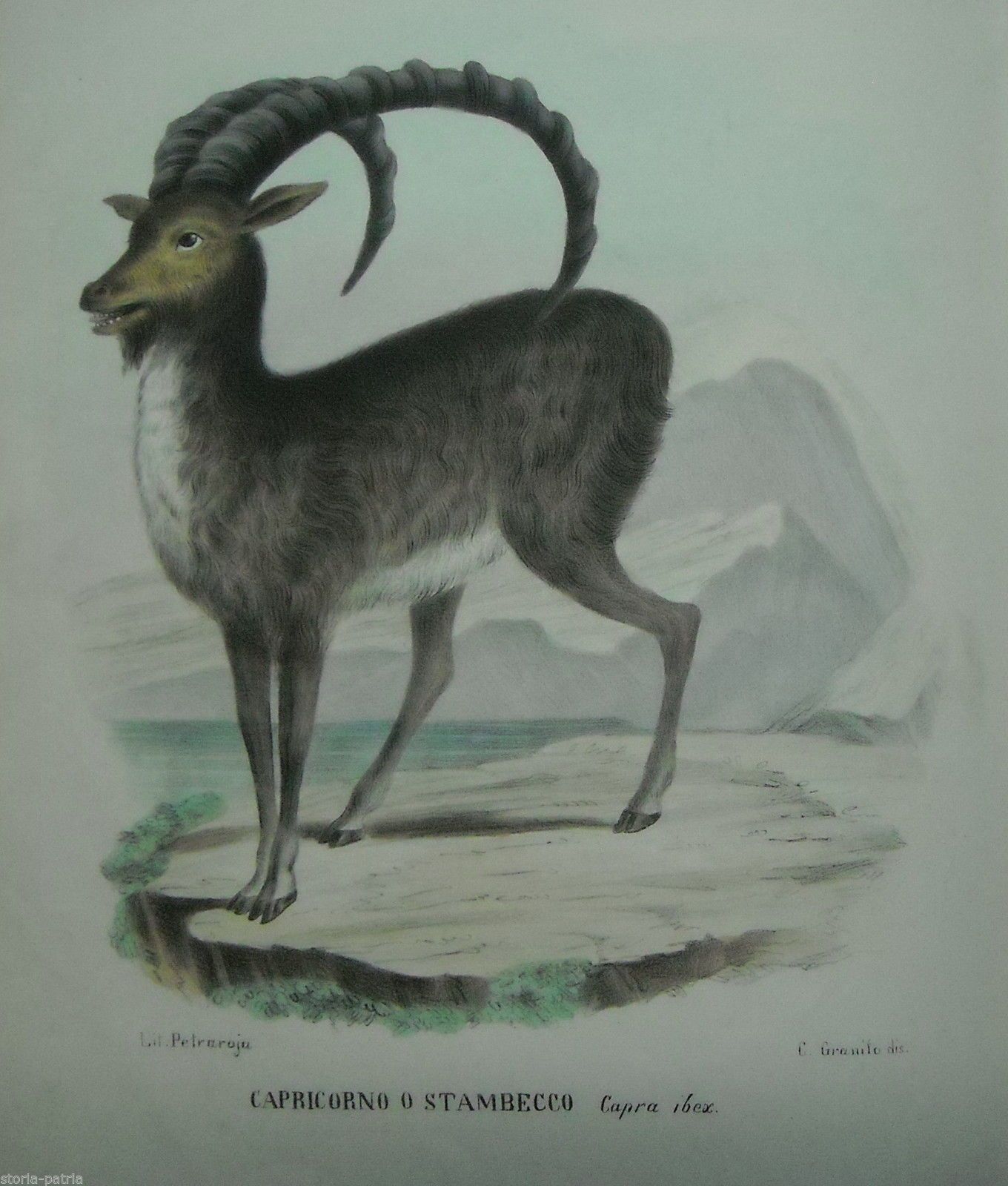 Litografia Antica Stambecco Capricorno Petraroja Granito '800