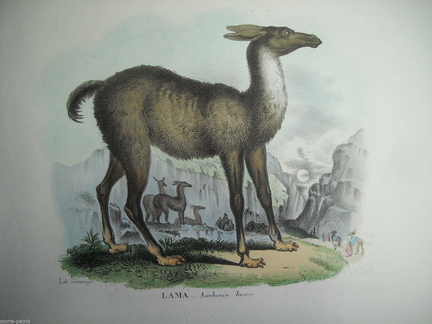 Litografia Antica Lama Petraroja Napoli '800 Colori Originale