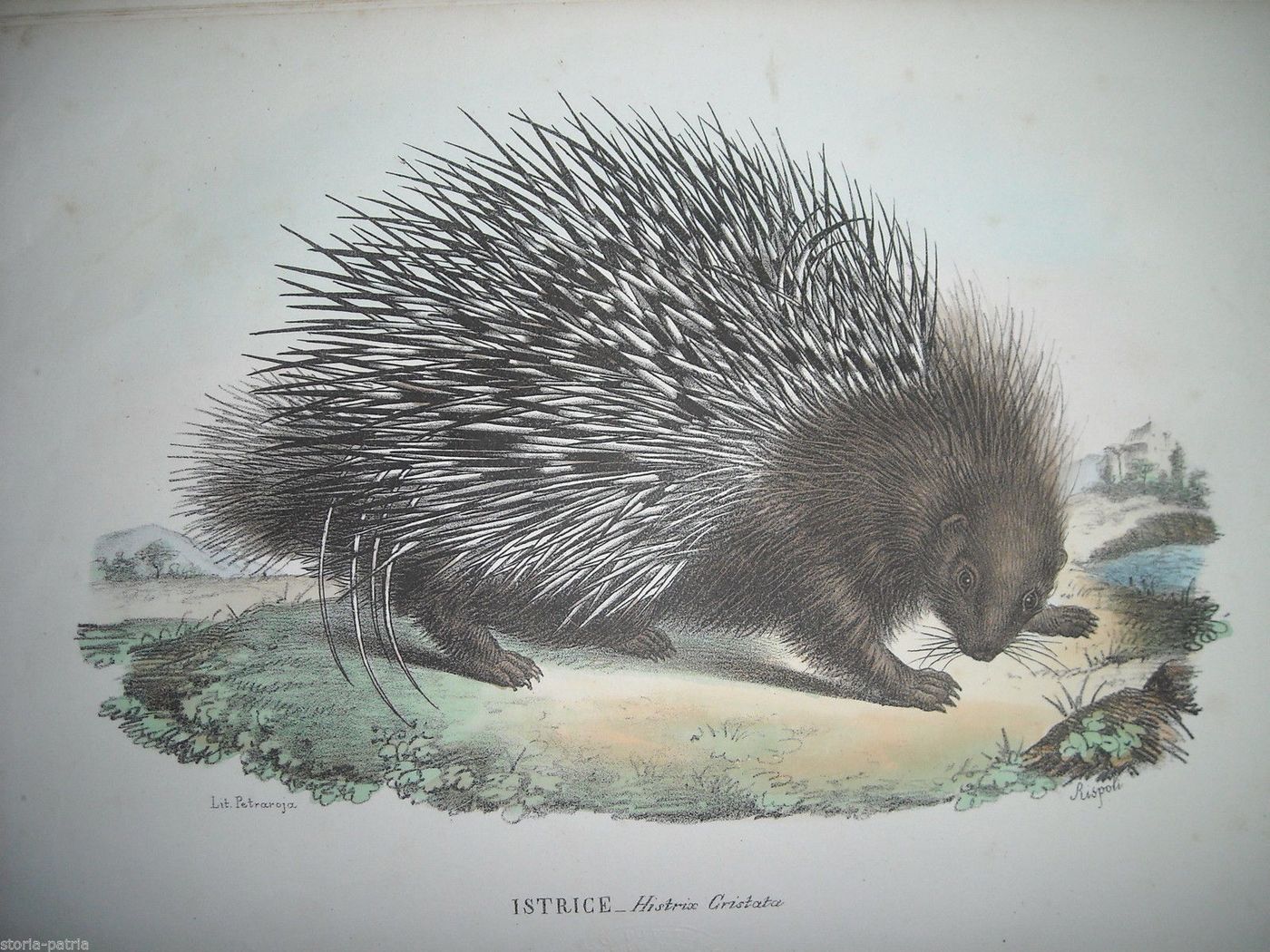 Litografia Antica Istrice Petraroja Rispoli Napoli 1800