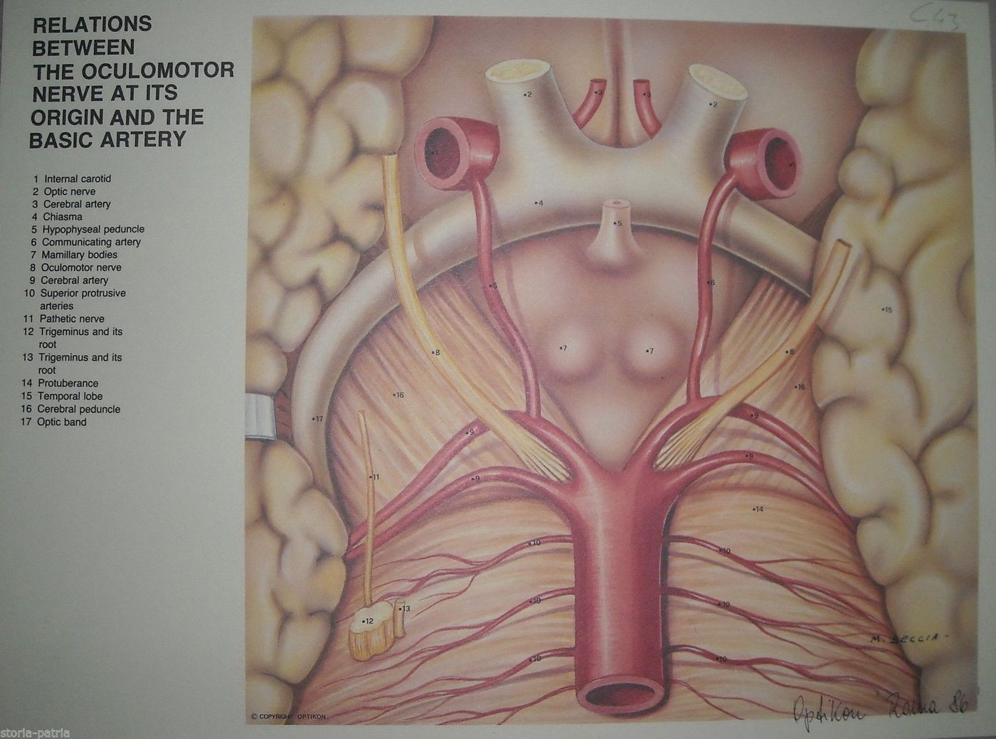 Stampa Anatomia Oculare Nervo Ottico Arteria Carotide Seccia 1986