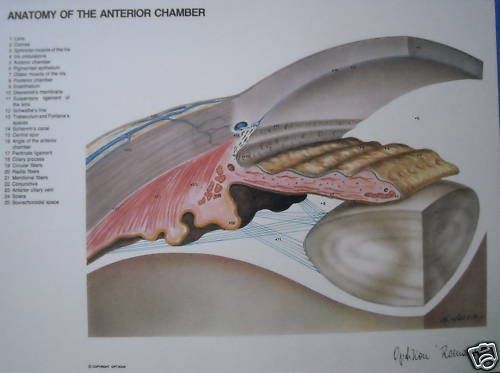Anatomia Occhio, Sezione Anteriore. Seccia, 1986 (Optikon Roma)