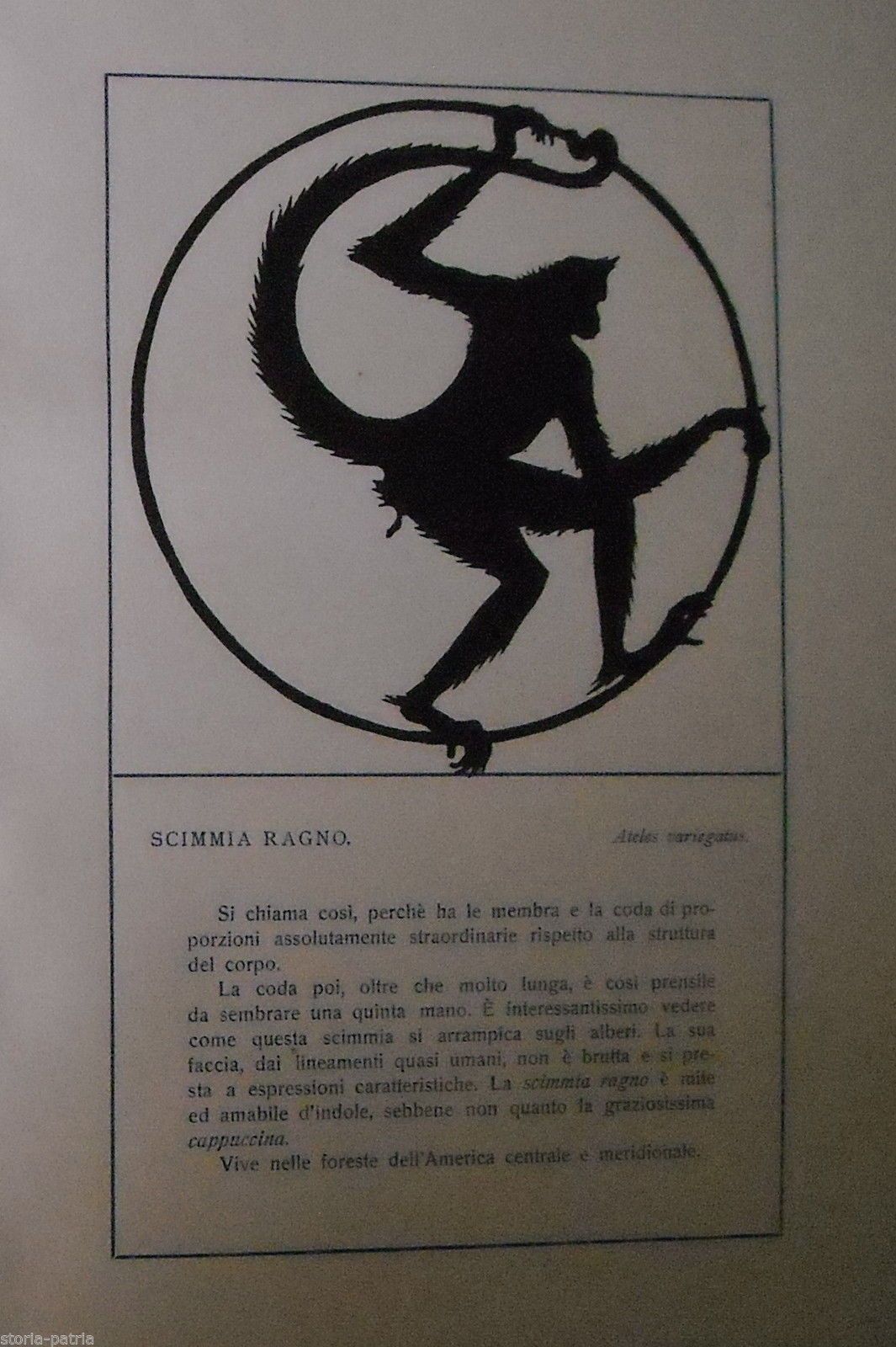 Stampa Antica Scimmia Ragno Ateles Variegatus Primo '900 Mochi