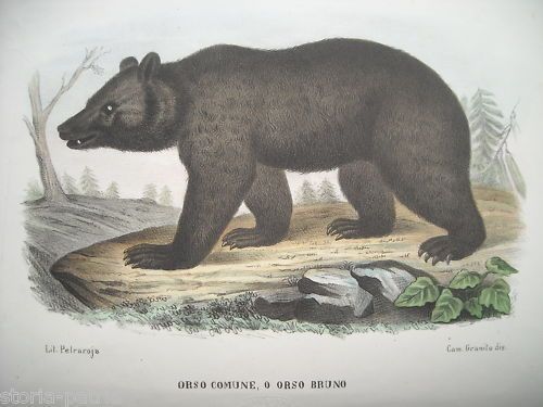 Orso Bruno. Litografia Di Petraroja Su Disegno Di Camillo Granito, Napoli, XIX Secolo