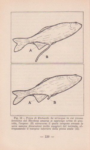 Reazioni Biologiche Di Gravidanza   E. Cuboni (1935)