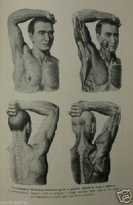 Paleontologia, Antropologia E Fossili: Klaatsch, Potoniè E Beushausen (1920)