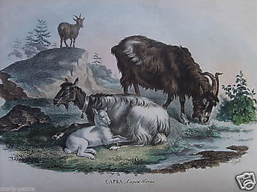 Litografia Antica Capra E Capretto Petraroja Rispoli 1800