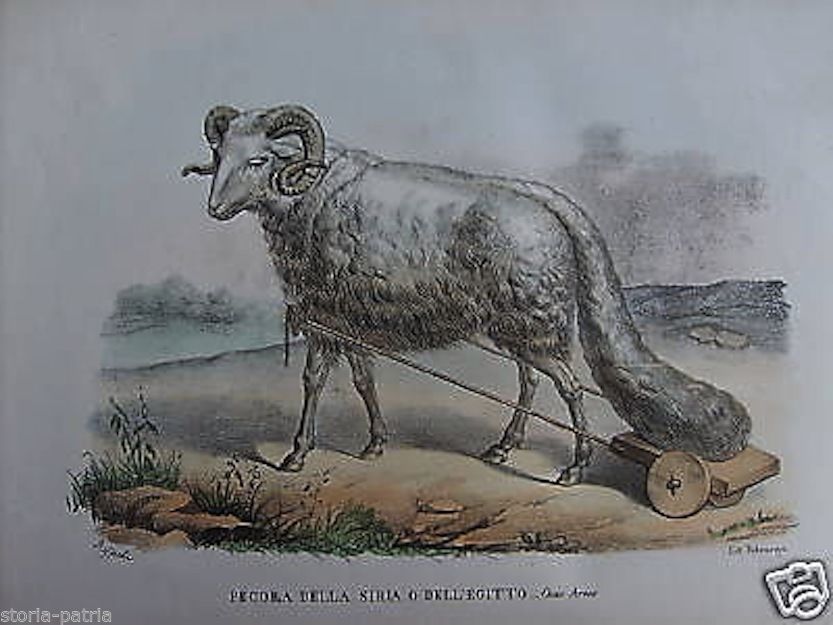 Litografia Antica Pecora Siriana Ed Egiziana, Rispoli, Napoli, XIX Secolo