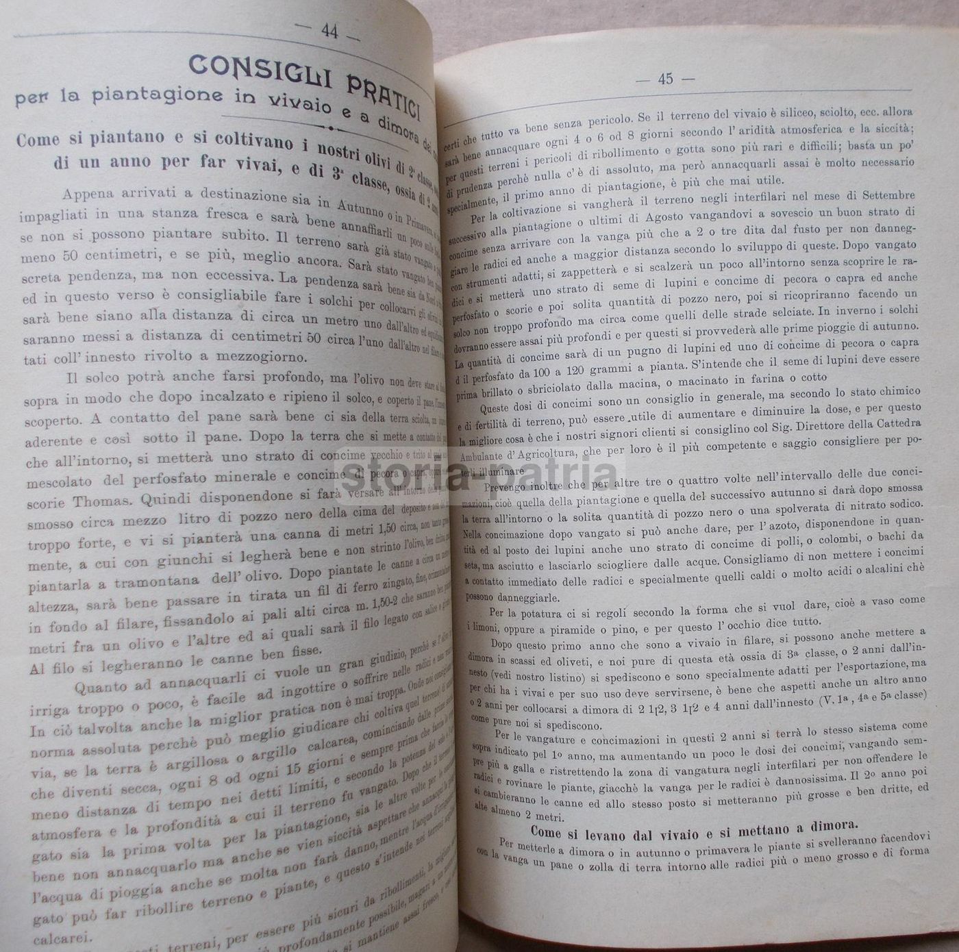 Listino Prezzi d'Uliva Orticultori Pescia 1911 1912: Olivi E Frutta