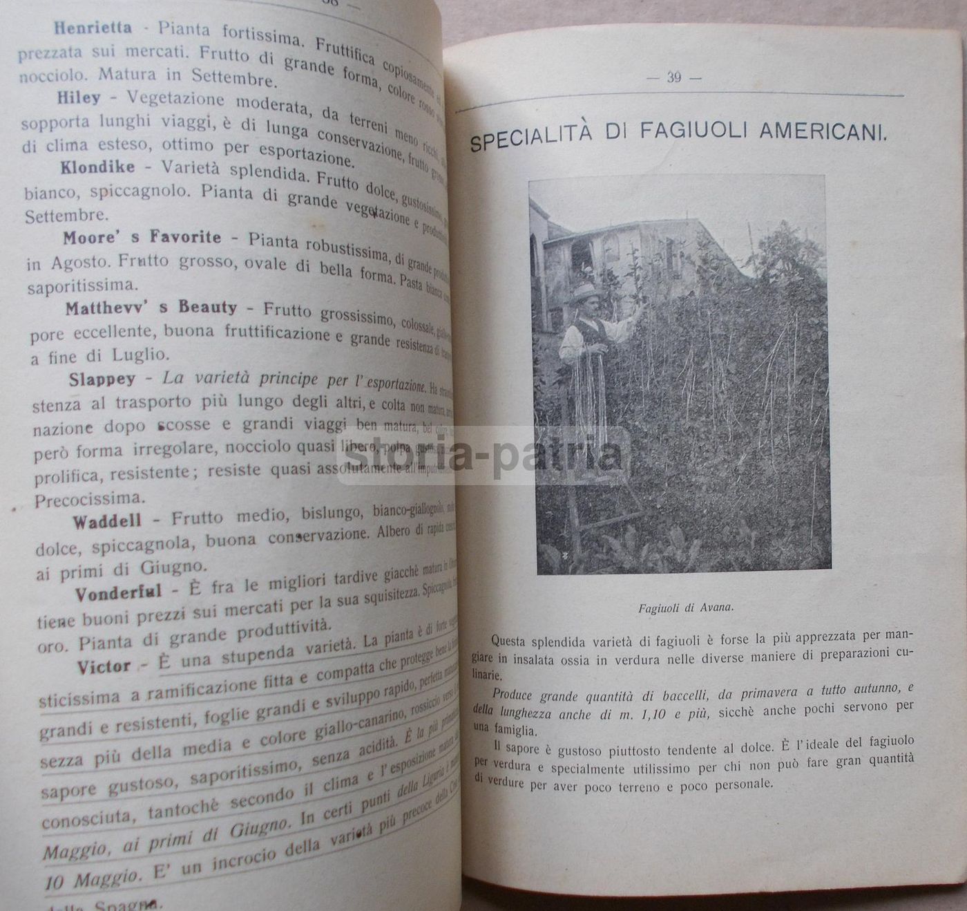 Listino Prezzi d'Uliva Orticultori Pescia 1911 1912: Olivi E Frutta