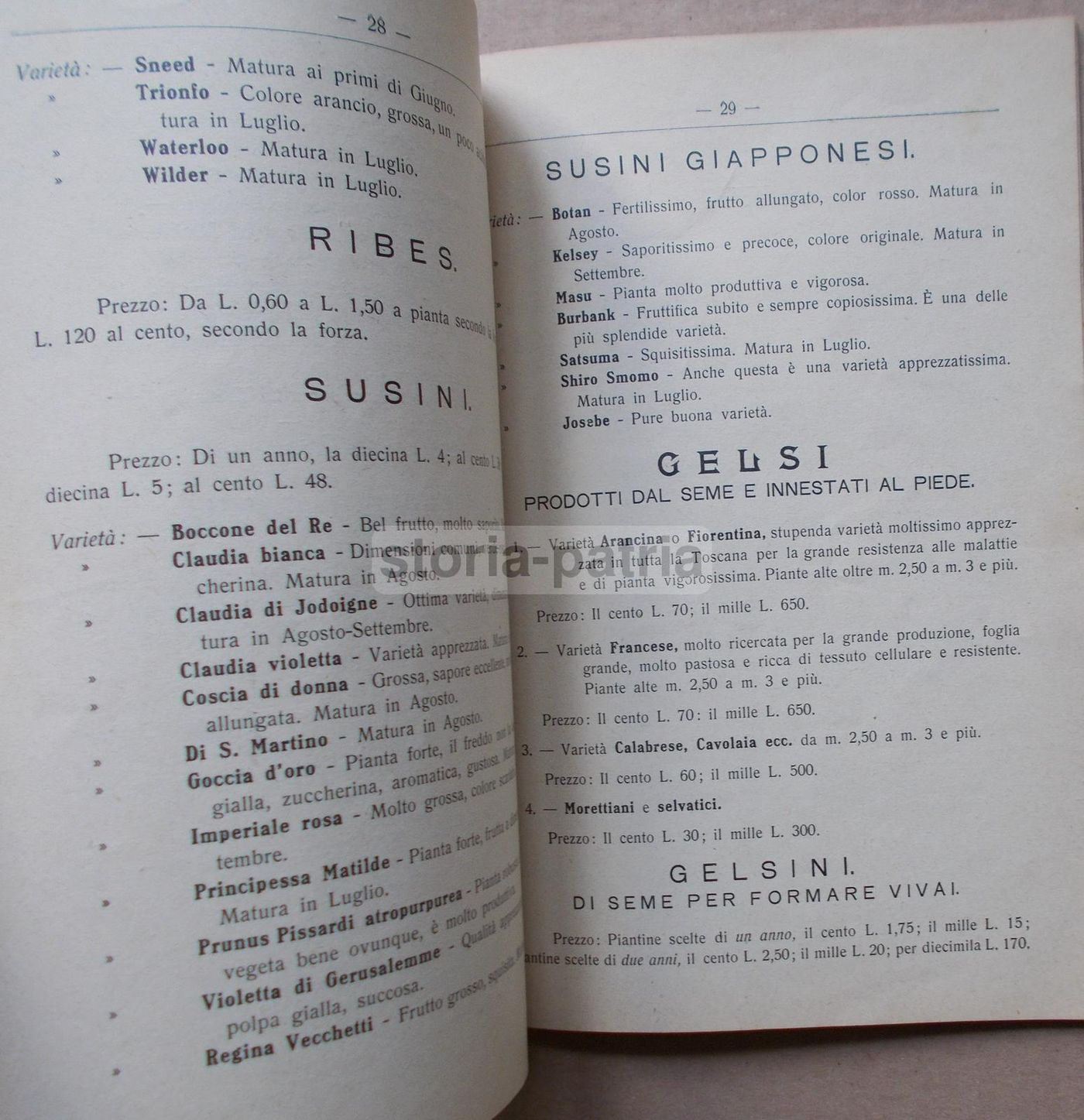 Listino Prezzi d'Uliva Orticultori Pescia 1911 1912: Olivi E Frutta