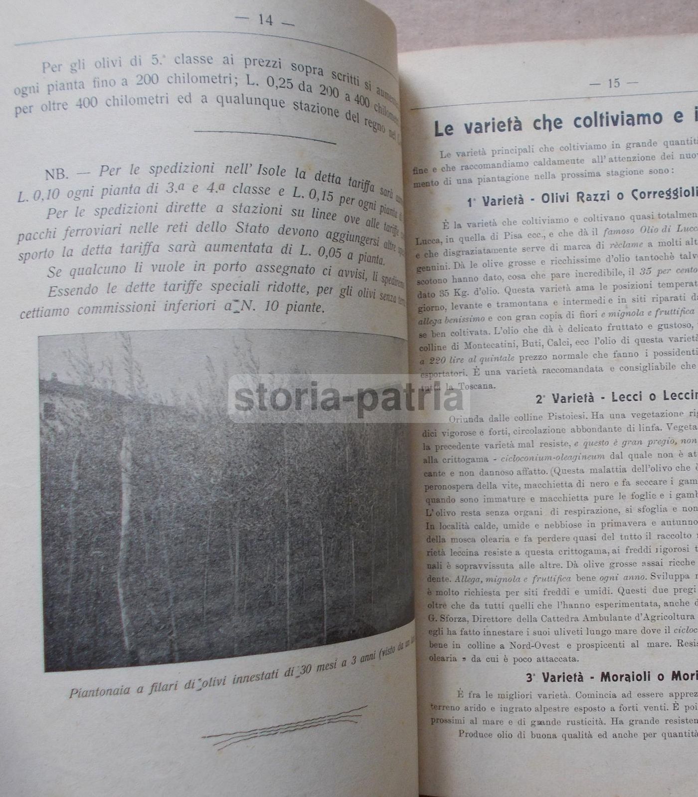 Listino Prezzi d'Uliva Orticultori Pescia 1911 1912: Olivi E Frutta