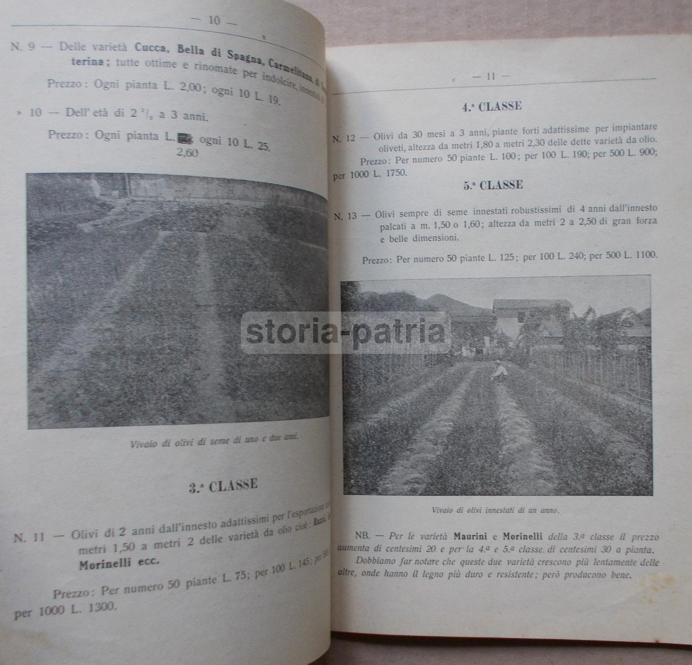 Listino Prezzi d'Uliva Orticultori Pescia 1911 1912: Olivi E Frutta
