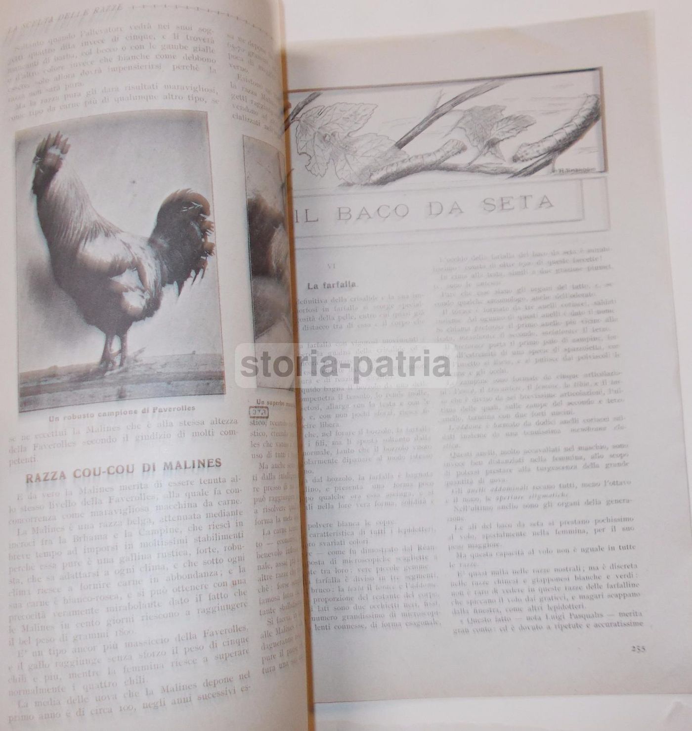 Rivista Bassa Corte 1920 Piacenza: Agricoltura, Zootecnia E Avicoltura