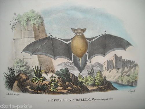 Litografia Antica Pipistrello (Vespertilio Vispistrellus), 1800