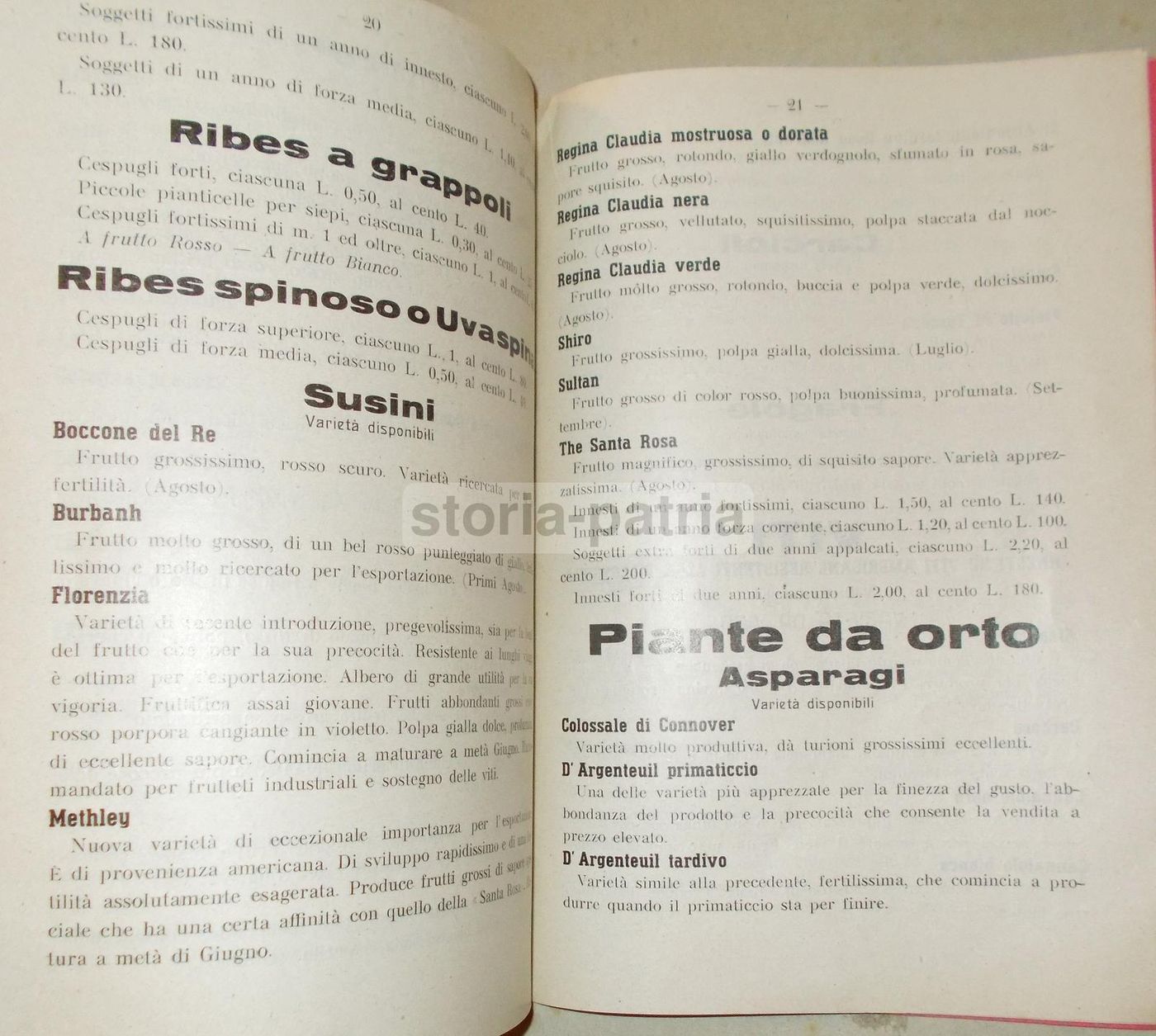 Catalogo Bonelli: Olivi, Agrumi, Frutta E Viti. Pescia 1940, Pistoia