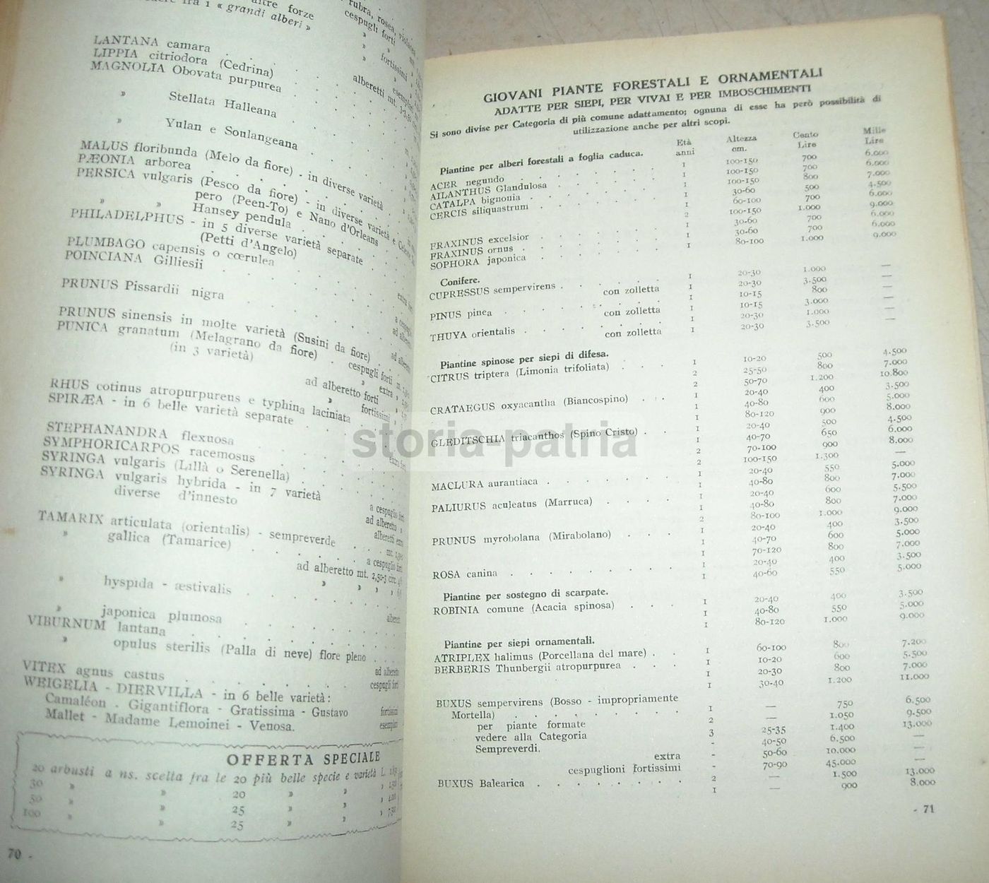 Catalogo Vivai Maccarese, Roma 1948 1949. Piante, Frutta E Viti