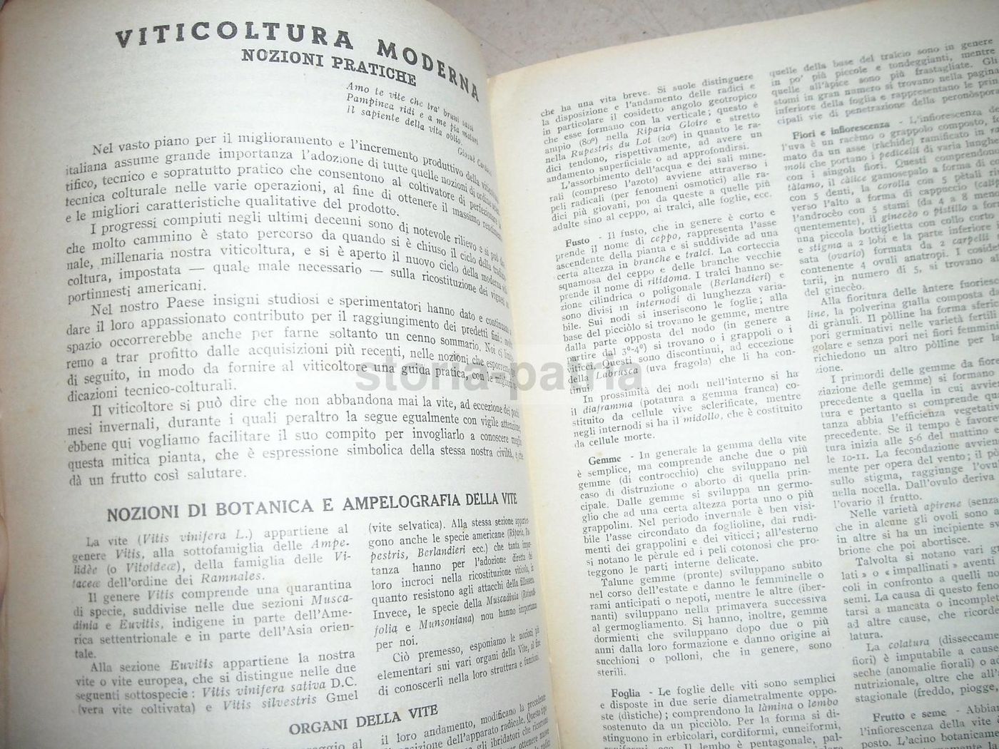 Catalogo Vivai Maccarese, Roma 1948 1949. Piante, Frutta E Viti